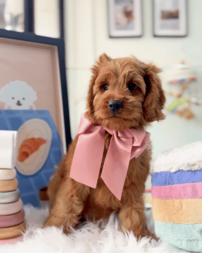 🧸✨ Kiara: Red Cockapoo 🇸🇬 (Girl)