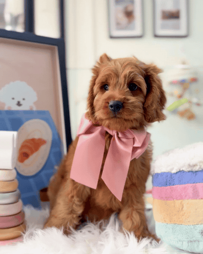 🧸✨ Kiara: Red Cockapoo 🇸🇬 (Girl)