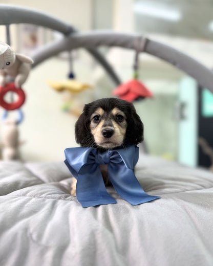 🌭 Somi: Black & Cream Long Haired Dachshund 🇸🇬 (Girl)