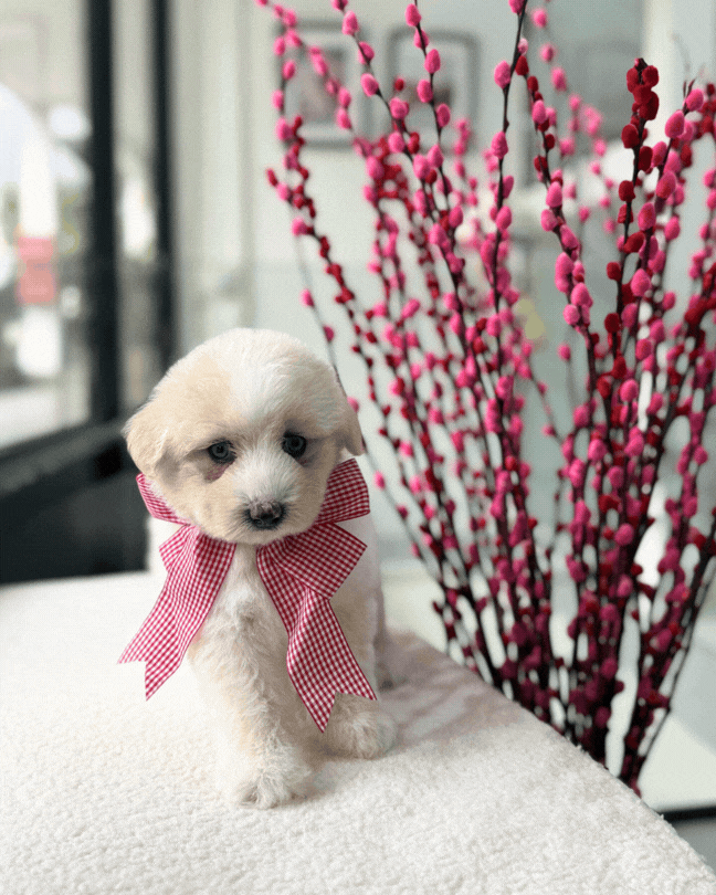 🐻‍❄️🐾🩵 Bing Tang 冰糖: Mini Pomskypoo 🇸🇬 (Girl)