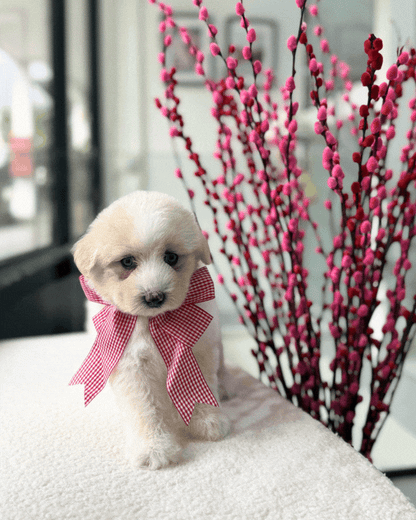 🐻‍❄️🐾🩵 Bing Tang 冰糖: Mini Pomskypoo 🇸🇬 (Girl)