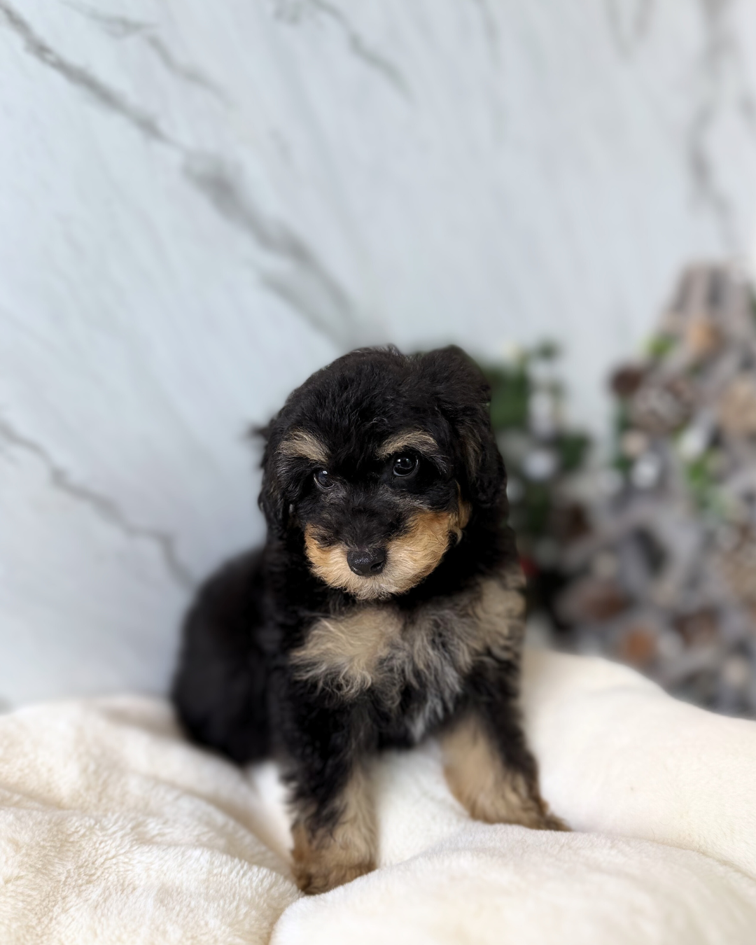 Mario: Parti Black & Tan Maltipoodle 🇬🇧 (Boy)