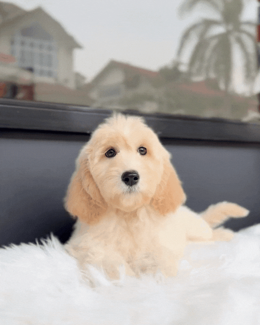 🔔 Suzu: Light Brown Mini Double Doodle 🇸🇬 (Girl)