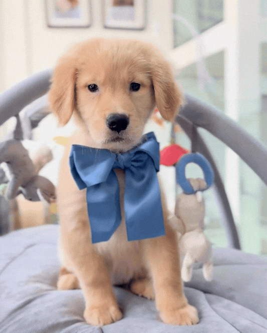 💛🐾 Zola: Cream Gold Golden Retriever 🇸🇬 (Girl)