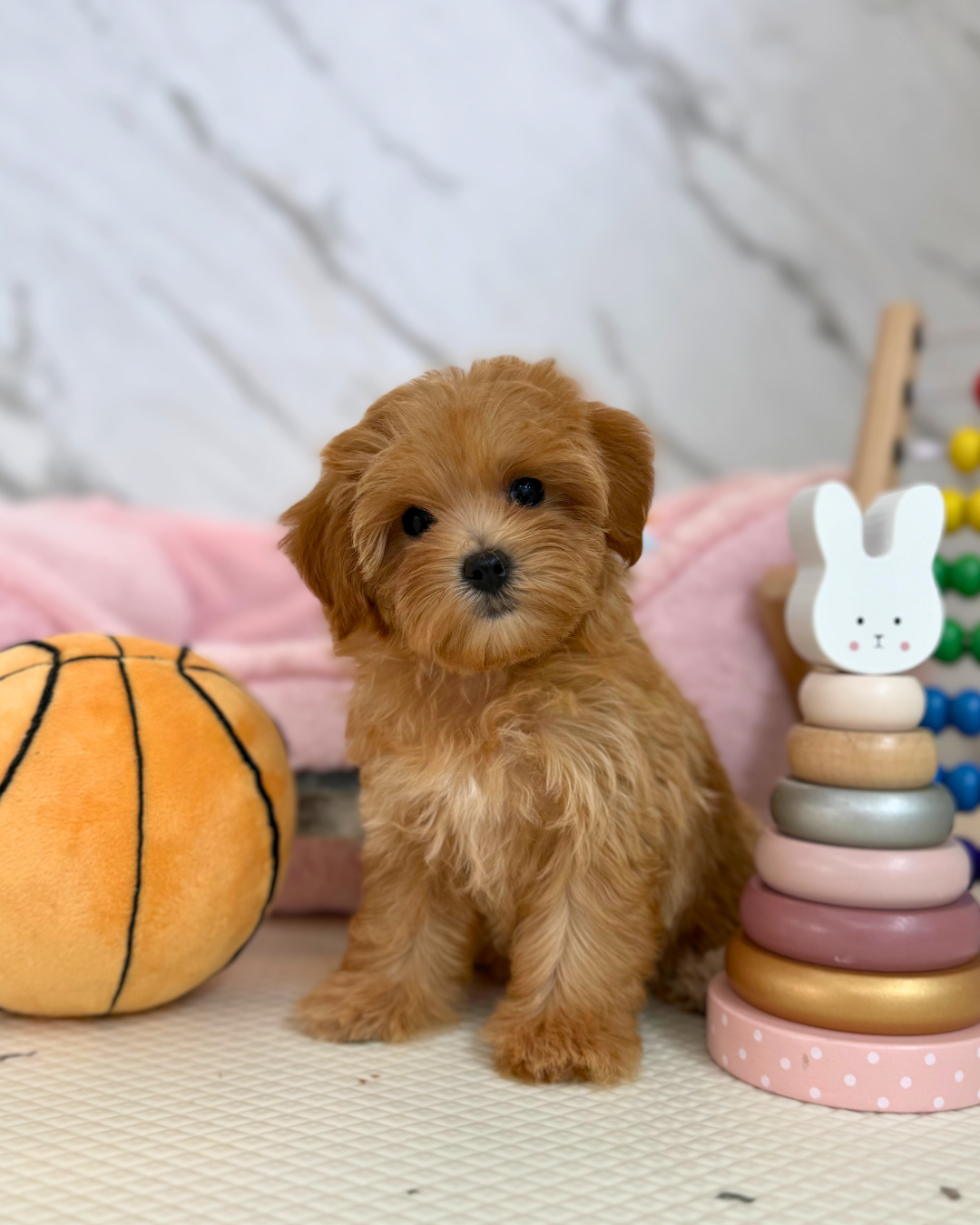 🌷Nari: Brown Maltipoo 🇸🇬 (Girl)