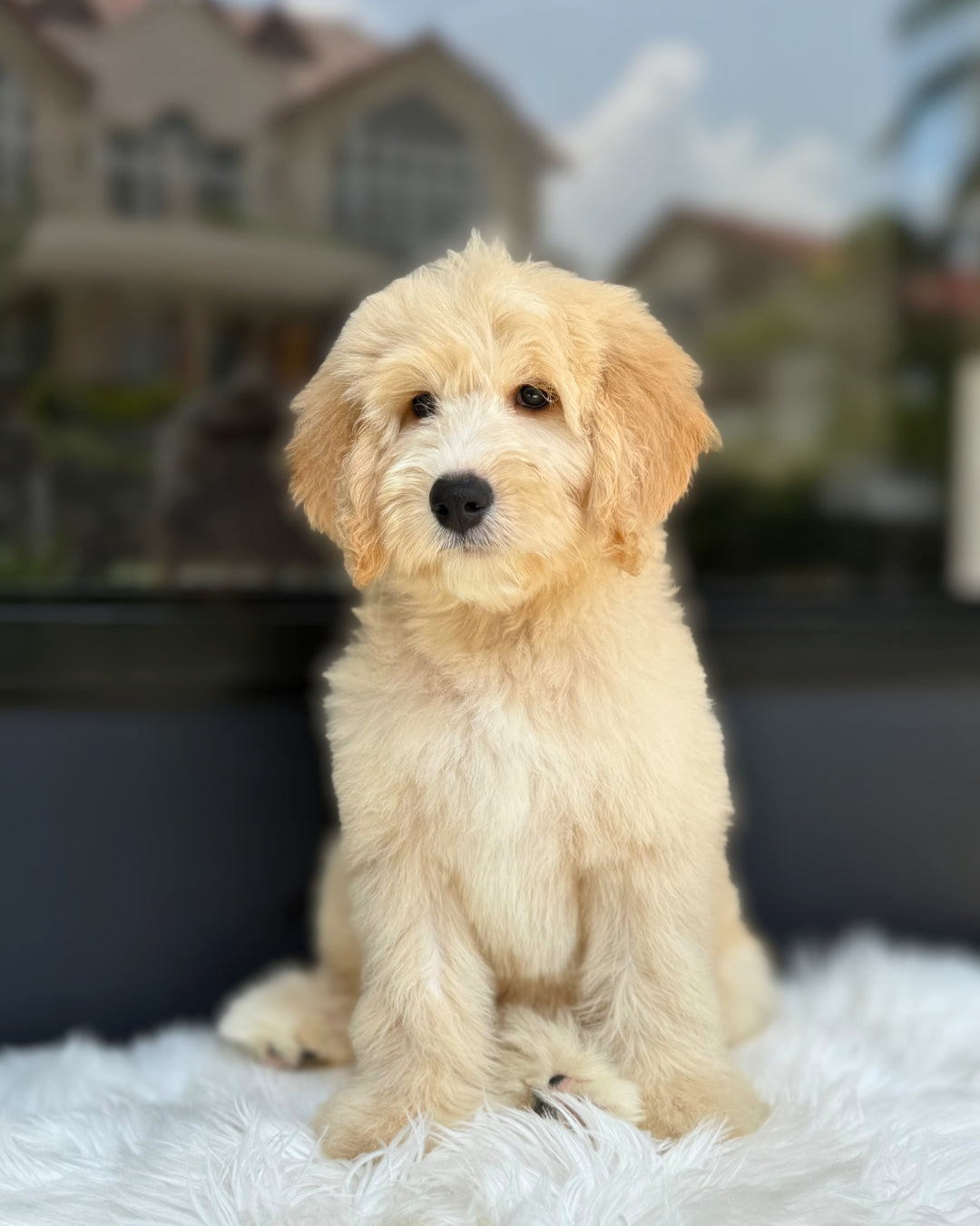 🧸 Ralphie: Cream Brown Mini English Golden Doodle 🇸🇬 (Boy)