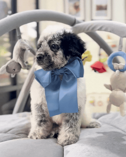 🐮✨ Moo Moo: Parti Black White Cavapoo 🇸🇬 (Boy)
