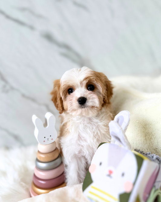 DAISY: PARTI BROWN & WHITE CAVAPOO 🇮🇪 (FEMALE)