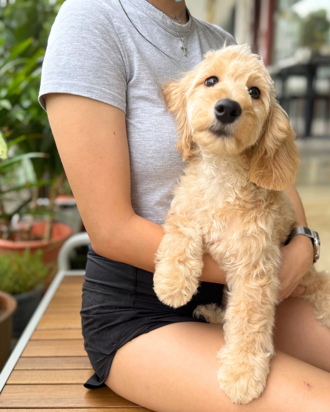 🥐 Toastie: Cream Brown Silky Golden Doxie 🇸🇬 (Boy) *