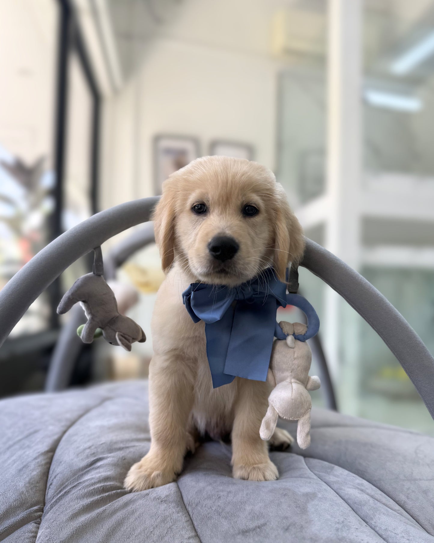💛🐾 Zebby: Cream Gold Golden Retriever 🇸🇬 (Boy)