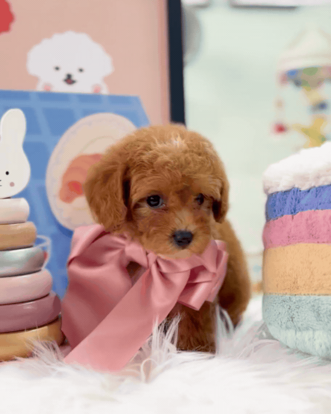 🐶✨ Avery: Red F1B Toy Cavapoo 🇸🇬 (Girl)