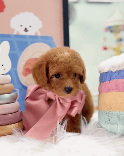 🐶✨ Avery: Red F1B Toy Cavapoo 🇸🇬 (Girl)