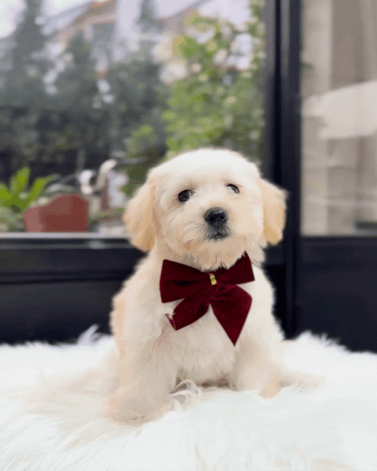 🌨️ Miyuki: Cream Schnoodle 🇸🇬 (Girl)