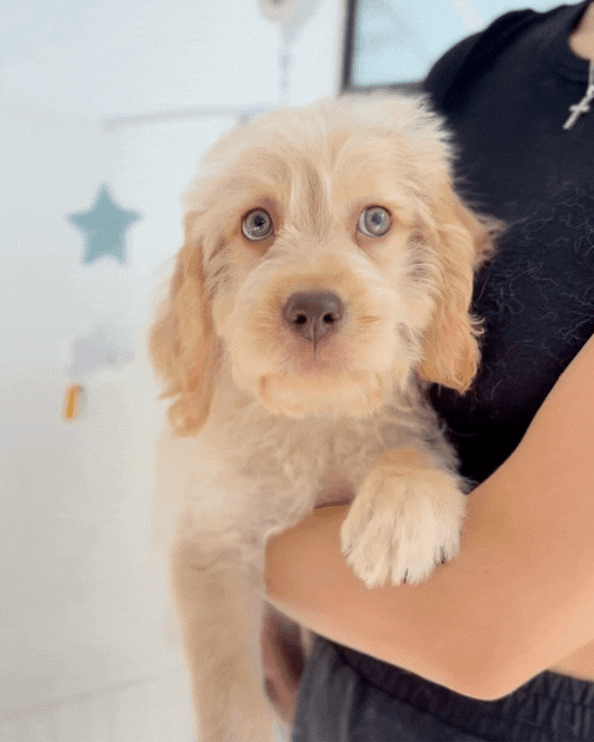 🧈Butter: Cream Mini Labradoodle 🇸🇬 (Boy)