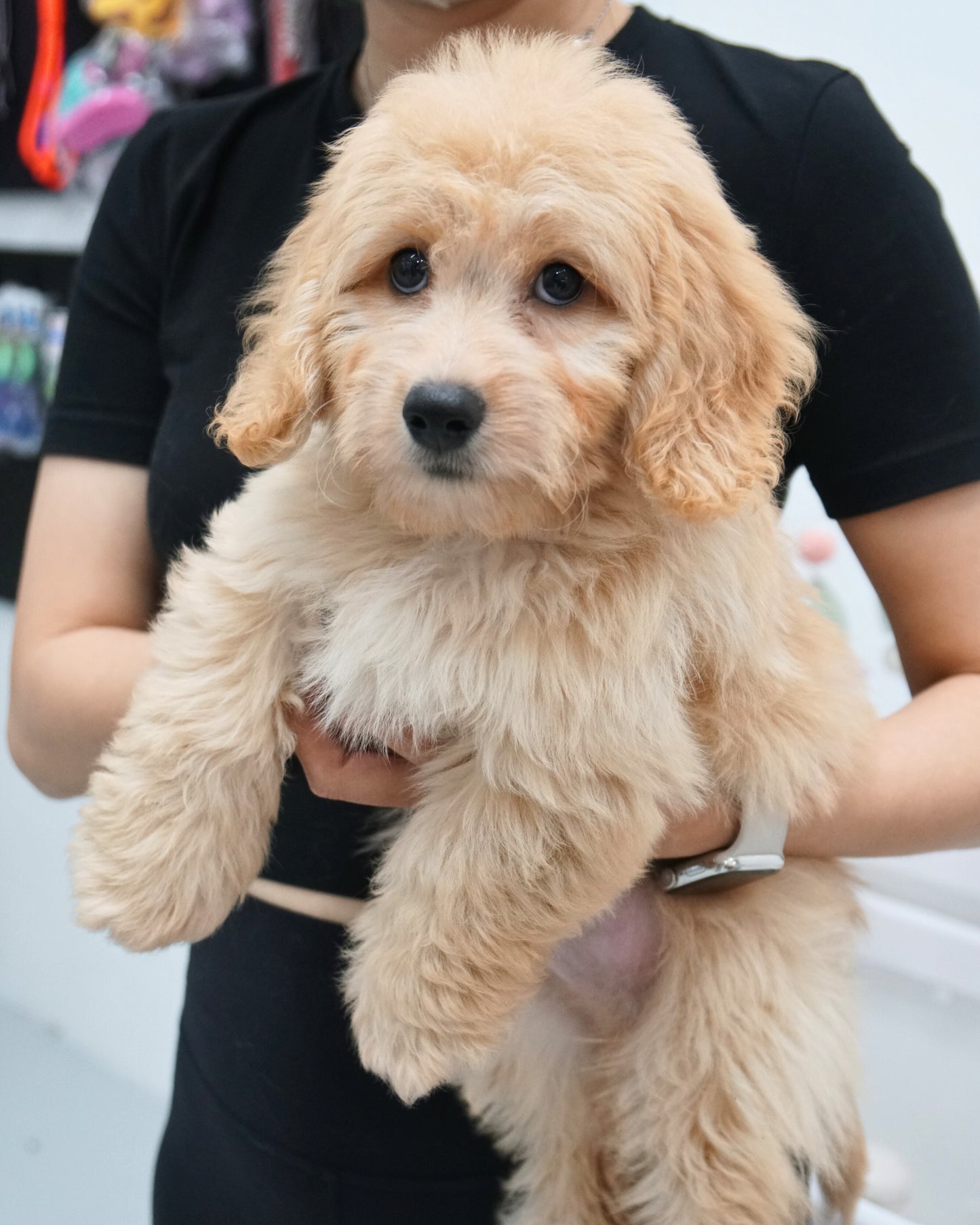 🌭 Bruno: Brown Doxiepoo 🇸🇬 (Boy)