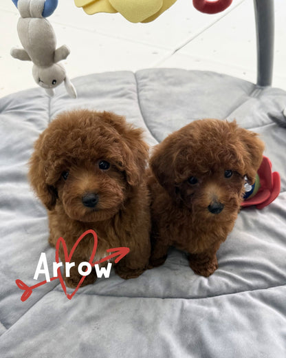 💘 Arrow: Red Tiny Toy Poodle 🇸🇬 (Boy)