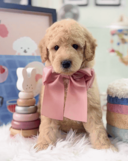 🧸☁️ Whiskey: Cream Brown F1BB Mini Petite Golden Doodle 🇸🇬 (Boy)