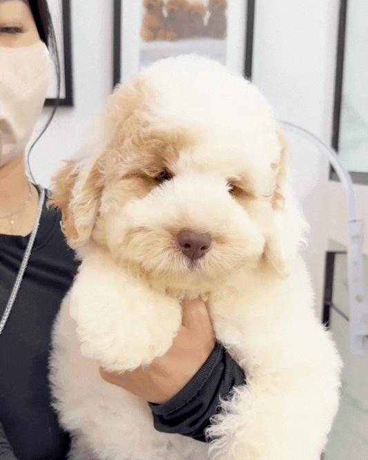 🐼 Panda: Mini Parti Cream Brown Chow Doodle 🇸🇬 (Girl)