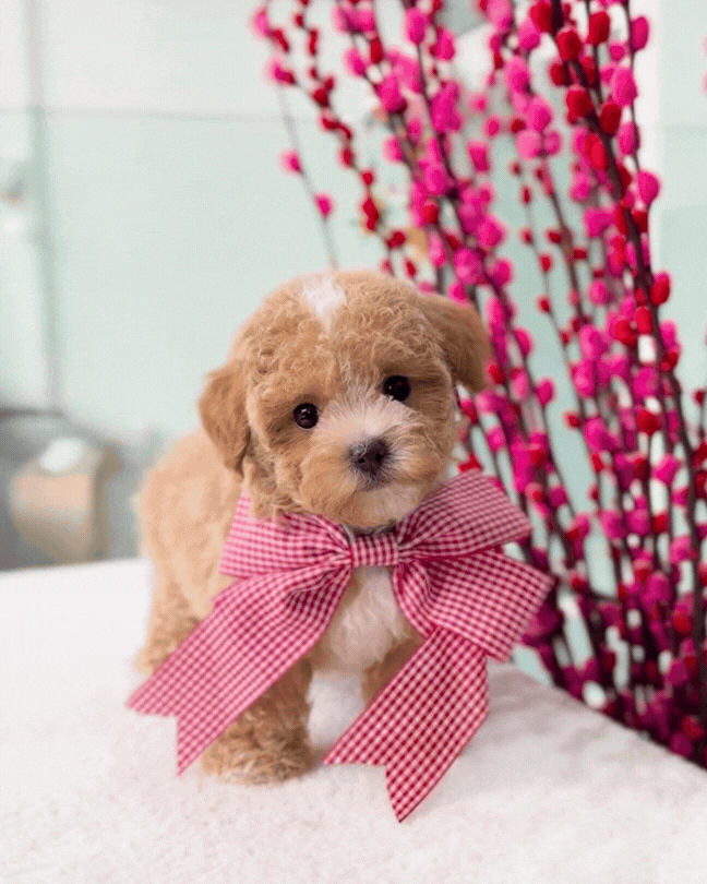 ✨🧸 Ume: Parti Brown White Tiny Maltipoo 🇸🇬 (Girl)