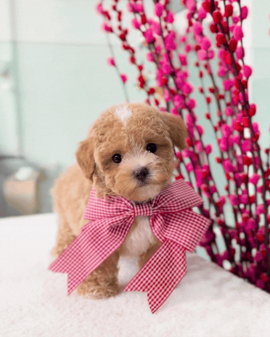 ✨🧸 Ume: Parti Brown White Tiny Maltipoo 🇸🇬 (Girl)