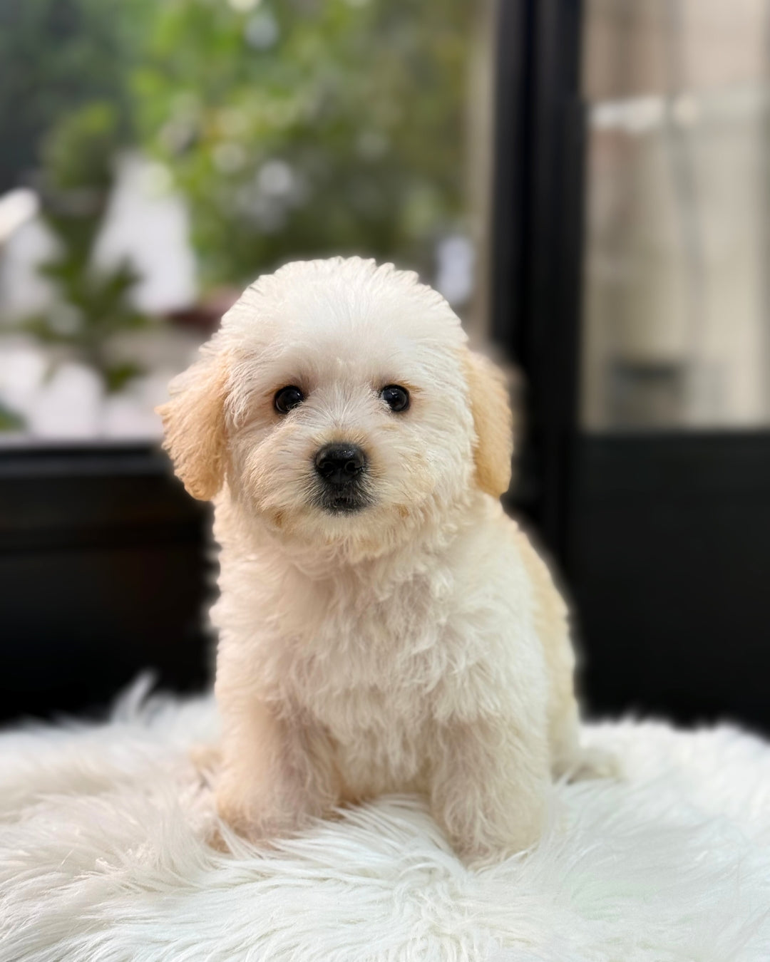🌨️ Miyuki: Cream Schnoodle 🇸🇬 (Girl)