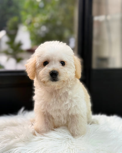 🌨️ Miyuki: Cream Schnoodle 🇸🇬 (Girl)