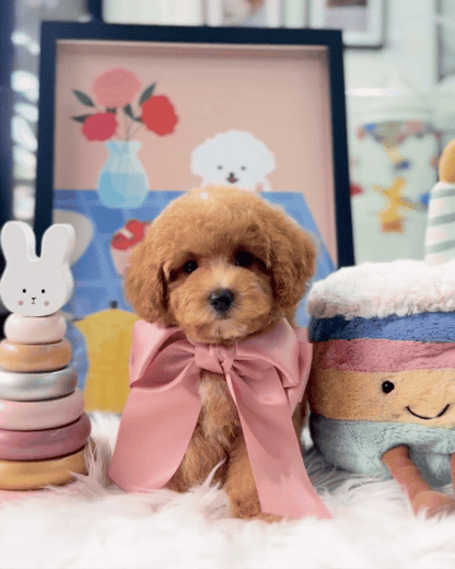 🐶✨ Cruise: Brown F1B Toy Cavapoo 🇸🇬 (Boy)