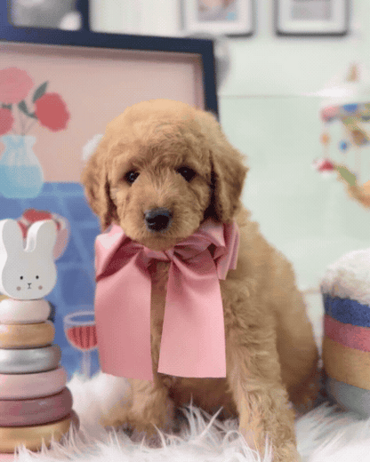 🧸☁️ Bailey: Cream Brown F1BB Mini Petite Golden Doodle 🇸🇬 (Boy)