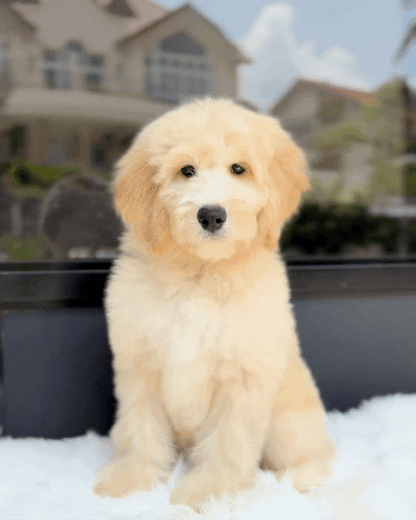 🧸 Ralphie: Cream Brown Mini English Golden Doodle 🇸🇬 (Boy)