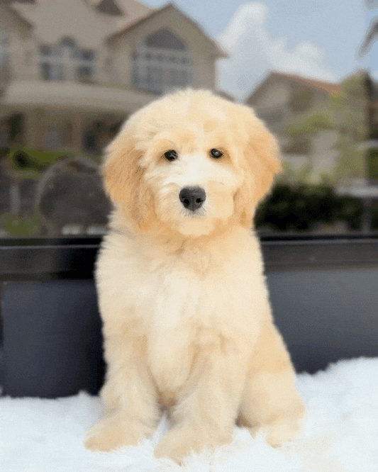 🧸 Ralphie: Cream Brown Mini English Golden Doodle 🇸🇬 (Boy)