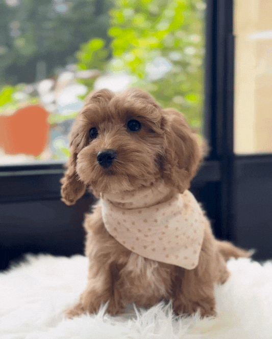 🍩 Milo: Brown Toy Cockapoo 🇸🇬 (Boy)