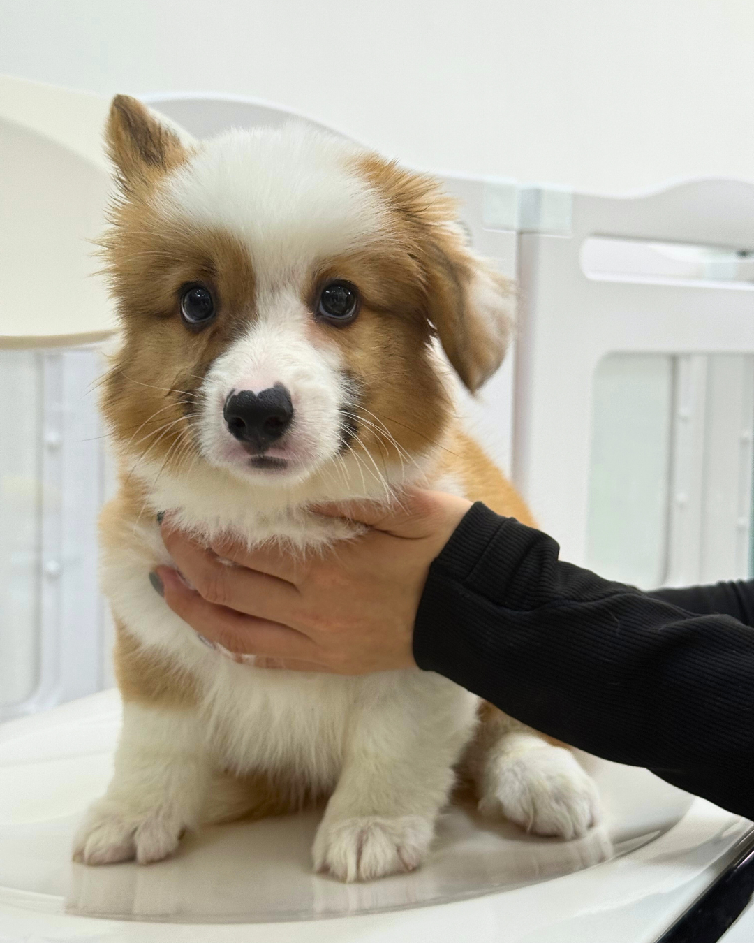 🥎 Maru: Fluffy Tri-Colour Pembroke Welsh Corgi 🇸🇬 (Boy)