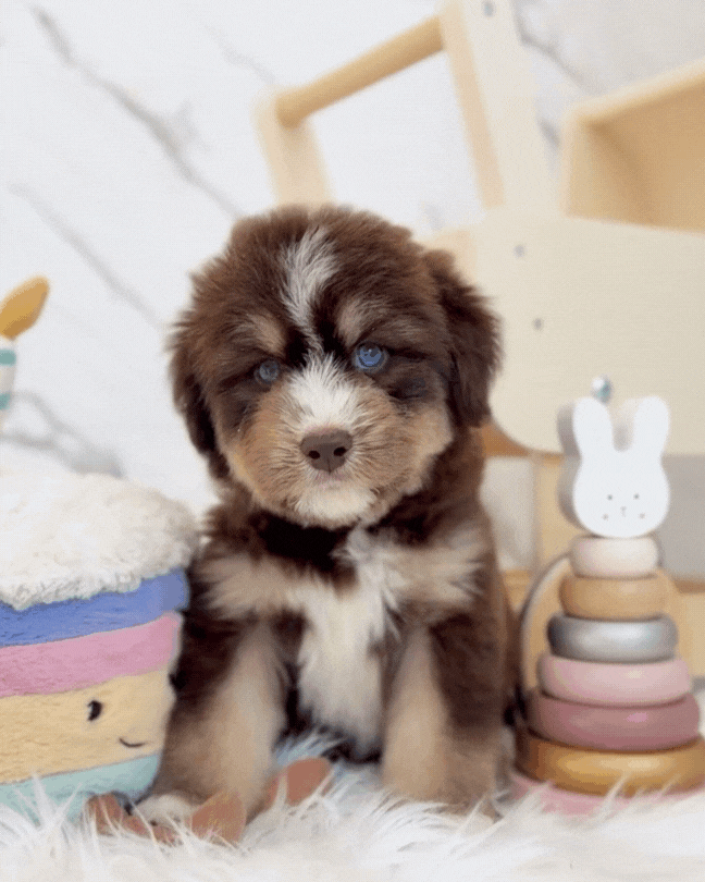 ⚡️Thunder: Mini Parti Chocolate & Red White Husky Doodle 🇸🇬 (Boy)