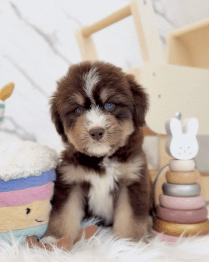 ⚡️Thunder: Mini Parti Chocolate & Red White Husky Doodle 🇸🇬 (Boy)