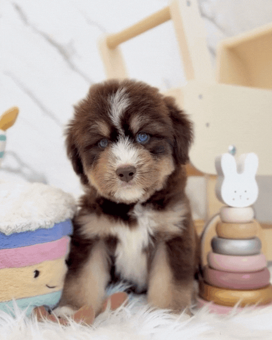 ⚡️Thunder: Mini Parti Chocolate & Red White Husky Doodle 🇸🇬 (Boy)