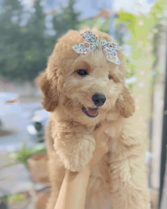 🍼 Baby: Brown Golden Doodle F1BB 🇸🇬 (Girl)