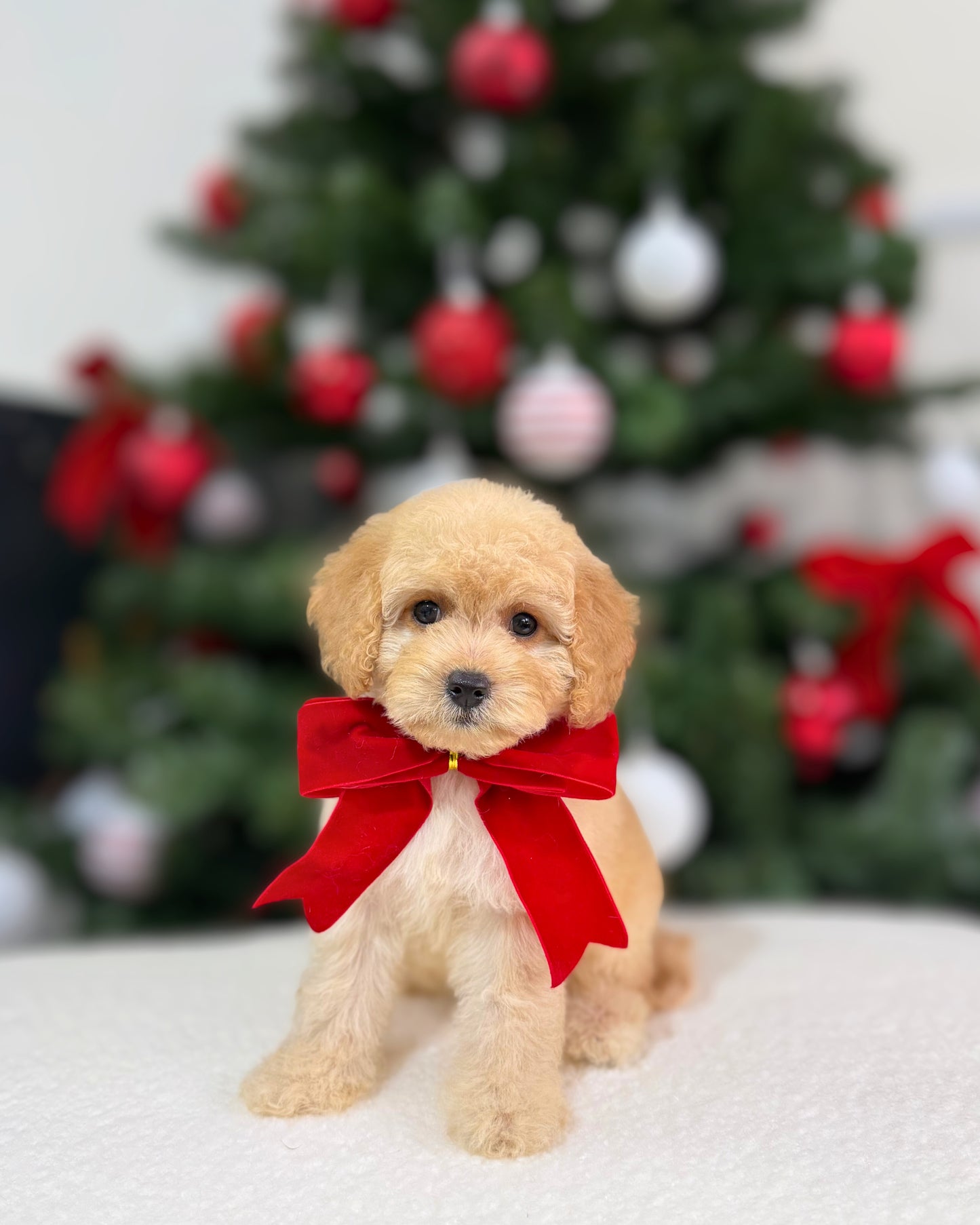 🎄Jingle: Cream Brown Toy Cavapoo 🇸🇬 (Boy)