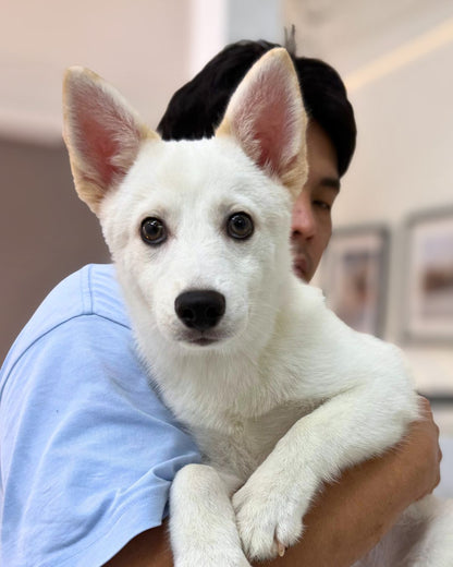 🌨️ 小白 Xiao Bai: White Pomsky 🇸🇬 (Boy)
