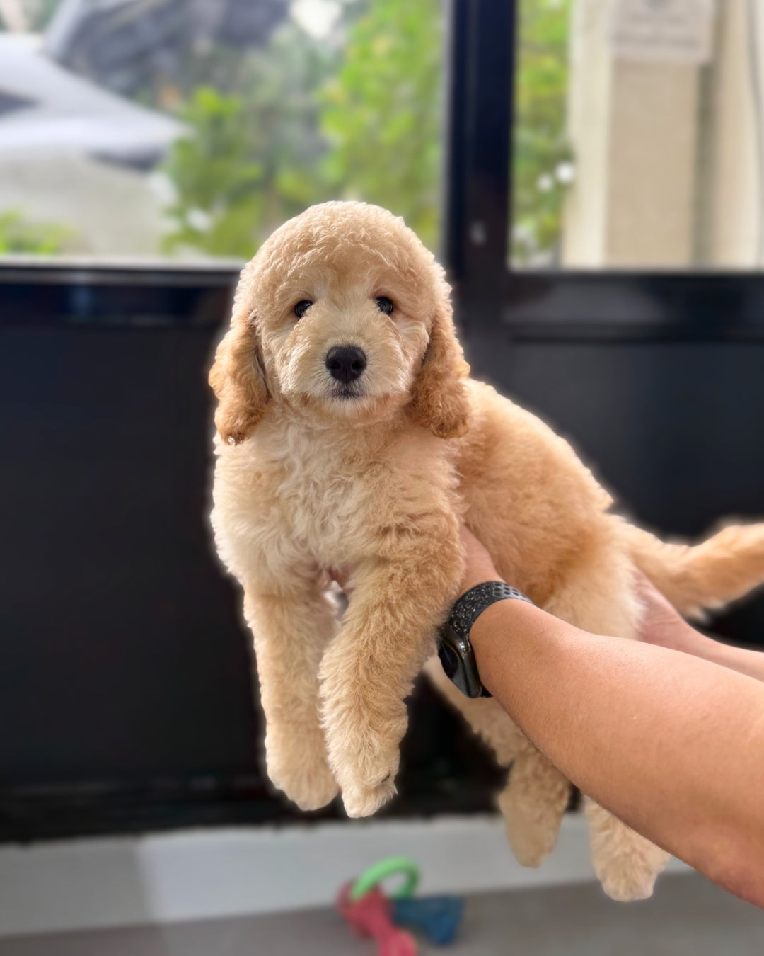 🦋 Nabi: Cream Brown Mini Golden Doodle F1BB 🇸🇬 (Girl)