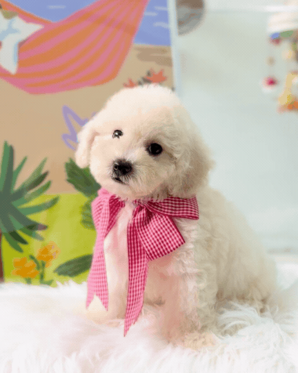 🐶🐾Tino: Cream Toy F1B Maltipoo 🇸🇬 (Boy)