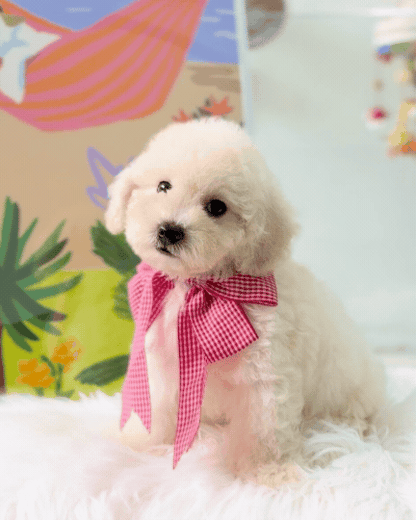 🐶🐾Tino: Cream Toy F1B Maltipoo 🇸🇬 (Boy)