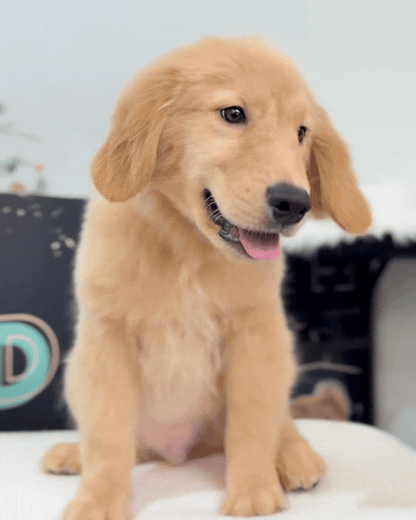 🌤️🏄🏻‍♂️ Yohan: Cream Gold Golden Retriever 🇸🇬 (Boy)