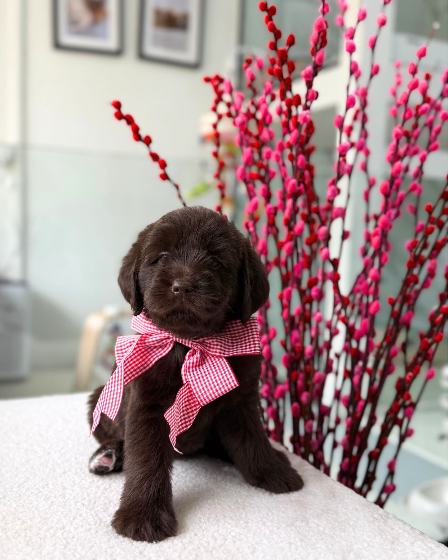 🥐🍫✨Nutella: Chocolate Mini Labradoodle 🇸🇬 (Girl)
