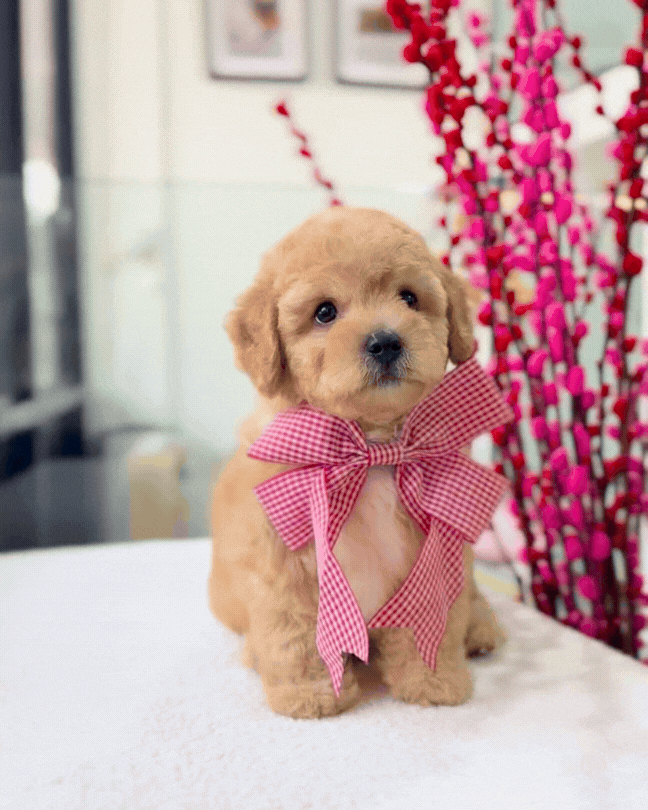 🧸🐾 Nico: Brown Maltipoo 🇸🇬 (Boy)