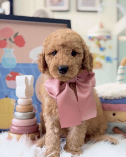 🧸☁️ Brandy: Cream Brown F1BB Mini Petite Golden Doodle 🇸🇬 (Boy)
