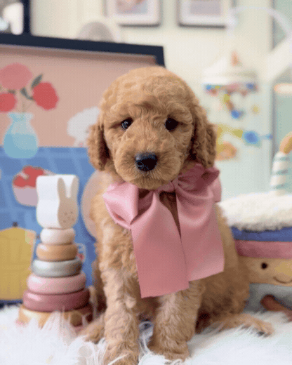 🧸☁️ Brandy: Cream Brown F1BB Mini Petite Golden Doodle 🇸🇬 (Boy)