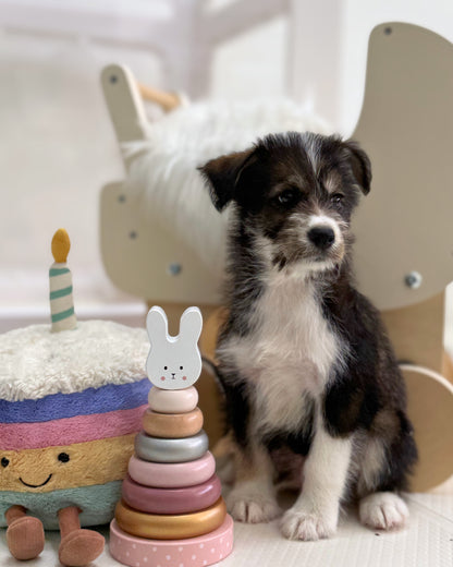 🐺Jaguar: Mini Parti Black & White Husky Doodle 🇸🇬 (Boy)