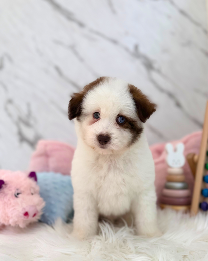 🍈Melon: Parti Tri Pomsky Spitz 🇸🇬 (Boy)