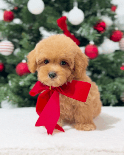 🌸💖 Somi: Brown Tiny Maltipoo 🇸🇬 (Girl)