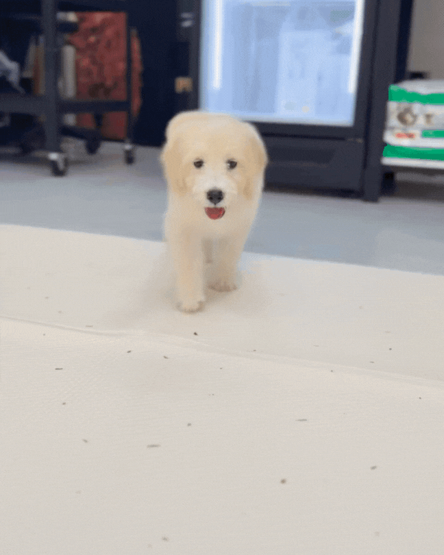 🌤️ Sunshine: Mini Cream Golden Doodle🇸🇬 (Girl)